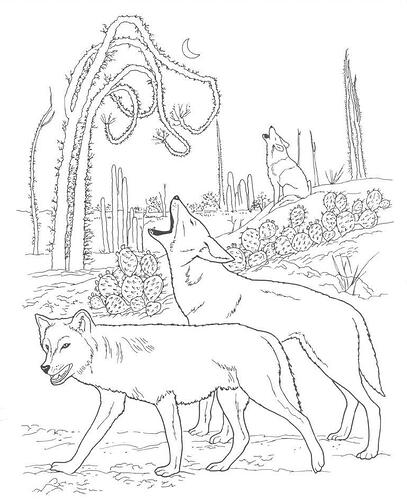 Coyote-Animal-Coloring-Pages-768x942
