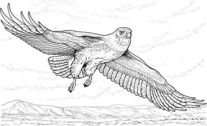 Eagle-Coloring-Pages-To-Print-768x468