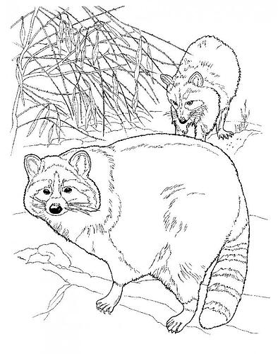 Raccoon-Coloring-Pages-768x973