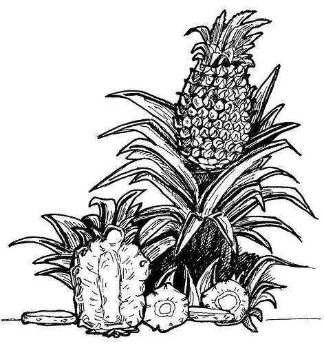 Free-Pineapple-Coloring-Pages