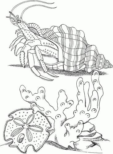 Hermit-Crab-Coloring-Pages-To-Print-752x1024