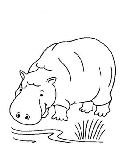 Hippo-Coloring-Page