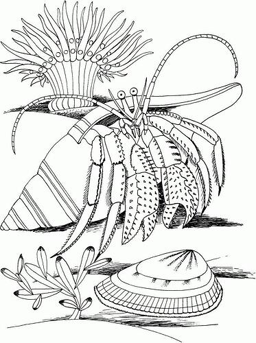 Hermit-Crab-Coloring-Pages-For-Kids-765x1024
