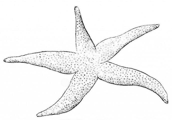 Starfish-Coloring-Pages-For-Kids-1024x716