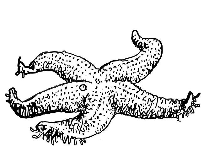 Starfish-Coloring-Pages-To-Print