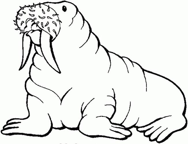 Printable-Walrus-Coloring-Pages-1024x785