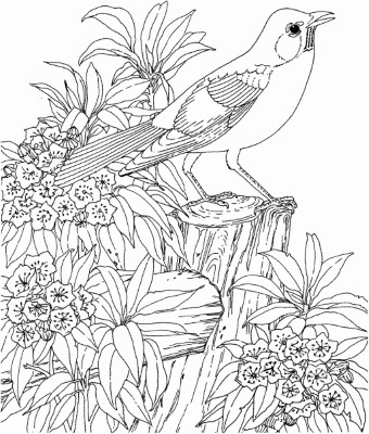 bird-in-nature-landscape-coloring-pages-1 (coloring)