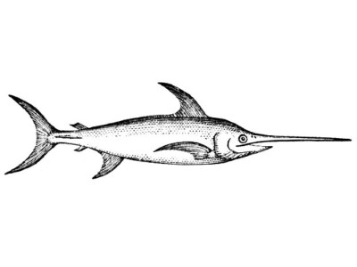 Swordfish-Coloring-Pages (kids)