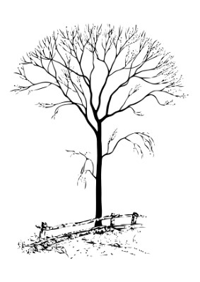 Tree-Without-Leaves-Coloring-Page (kids)