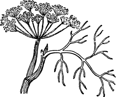 Dill-Herbs-Coloring-Pages (kids)