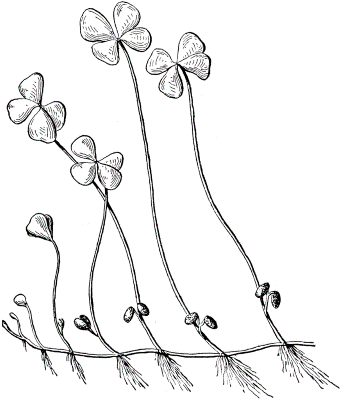 Pretty-Four-Leaf-Clover-Coloring-Pages (kids)