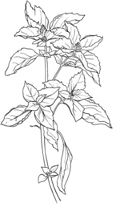 Basil-Herbs-Coloring-Page (kids)