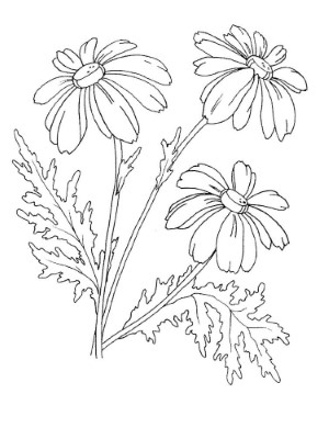Chamomile-Herbs-Coloring-Page (kids)