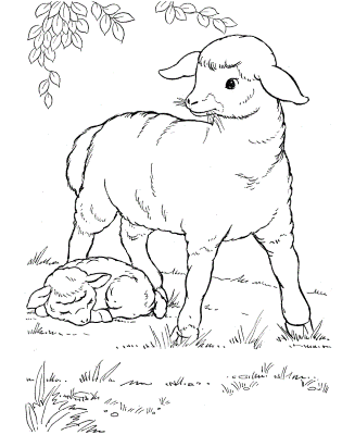 Baby-Sheep-Coloring-Pages (kids)