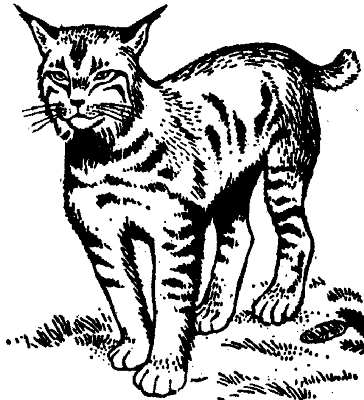 Bobcat-Printable-Coloring-Page (kids)