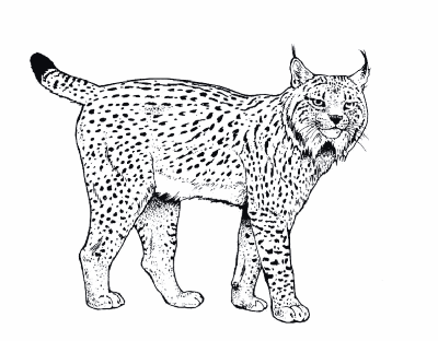 Bobcat-Coloring-Pages(1) (kids)