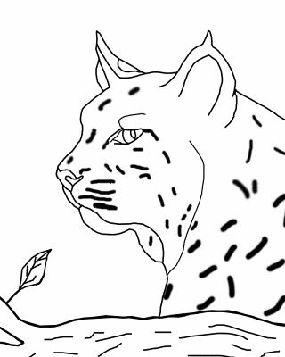 Bobcat-Coloring-Pages (kids)
