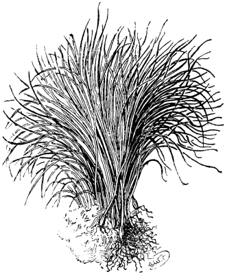 Chives-Herbs-Coloring-Page (kids)