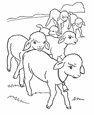 Images-of-Sheep-Coloring-Pages (kids)