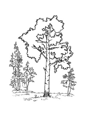 Trees-Coloring-Page (kids)
