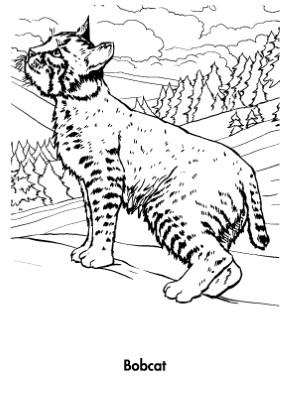 Bobcat-Coloring-Page (1) (kids)