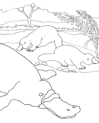 Wild-Platypus-Coloring-Page (kids)