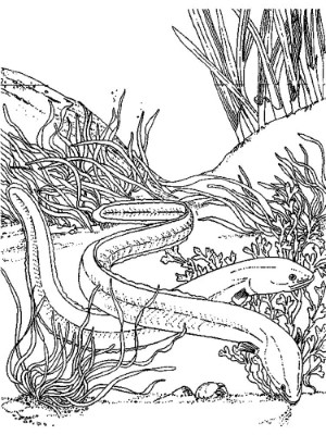 Realistic-Eels-Coloring-Page (kids)
