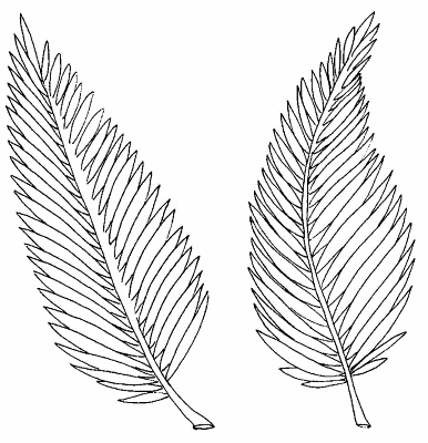 Palms-for-Palm-Sunday-Coloring-Page (kids)