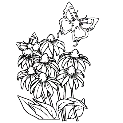 Coneflower-and-Butterflies-Coloring-Page (kids)