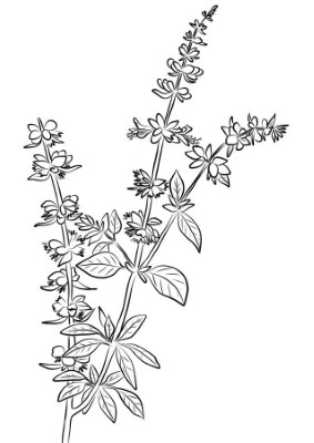 Basil-Herbs-Coloring-Pages (kids)