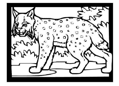 Bobcat-Coloring-Page (kids)