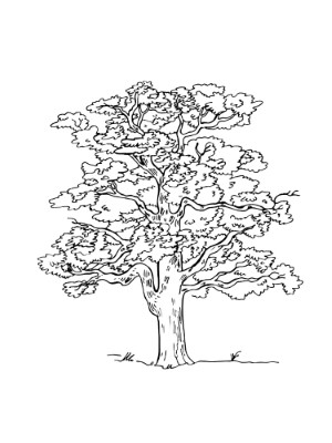 Tree-Coloring-Pages (kids)