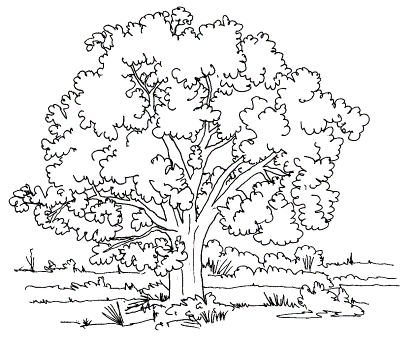 Tree-Coloring-Pages (1) (kids)