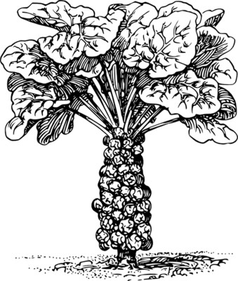 Brussel-Sprout-Plant-Coloring-Page (kids)