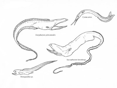 Types-of-Eels-Coloring-Page (kids)