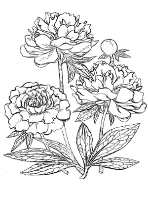 Peony-Flowers-Coloring-Page (kids)