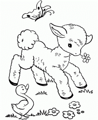 Cute-Baby-Sheep-Coloring-Pages (kids)